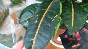 КОДИЕУМ КРОТОН ? РАЗМНОЖЕНИЕ в ВОДЕ