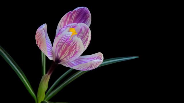 Красивые мелодии до слёз! Самая красивая и волшебная весенняя мелодия любви! Музыка Сергей Грищук смотреть онлайн