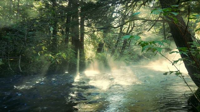 Пение птиц , лесной ручей // релакс , медитация , сон смотреть онлайн