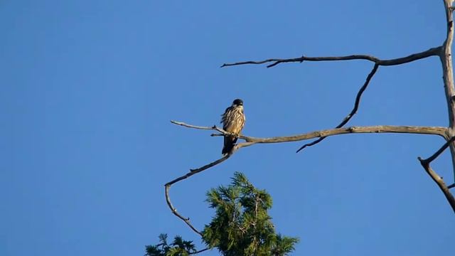 Eurasian Hobby on Treetop チゴハヤブサ（野鳥）＠樹冠：枯枝 смотреть онлайн