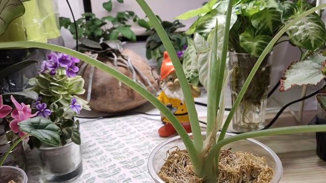 15.02.22 Мои Алоказии обзор сортов смотреть онлайн