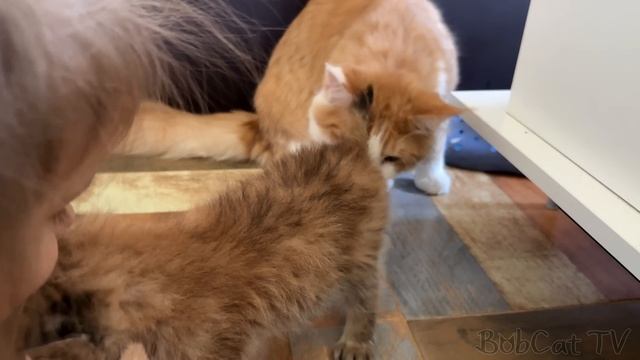 РЫСЕНОК возвращается ДОМОЙ / Рыси наконец-то подружились? смотреть онлайн