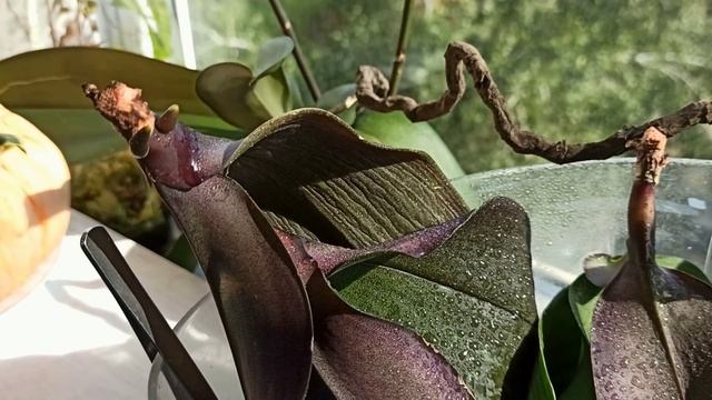 РЕАНИМАЦИЯ ОРХИДЕЙ! ОСНОВЫ УСПЕШНОГО РЕЗУЛЬТАТА. АЗЫ ПОНИМАНИЯ ПРОЦЕССА! РЕАНИМАЦИЯ И ФОТОСИНТЕЗ! смотреть онлайн