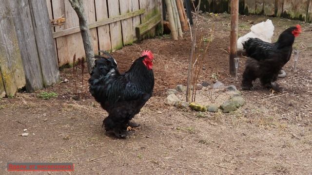 КУРЫ ПОРОДЫ КОХИНХИН. Описание плюсы, минусы породы.