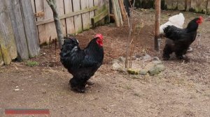 КУРЫ ПОРОДЫ КОХИНХИН. Описание плюсы, минусы породы.