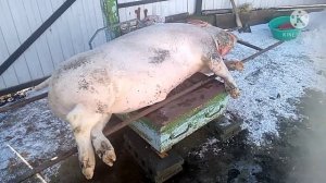 Профессиональный убой поросёнка. Детям, веганам, слабонервным не смотреть.