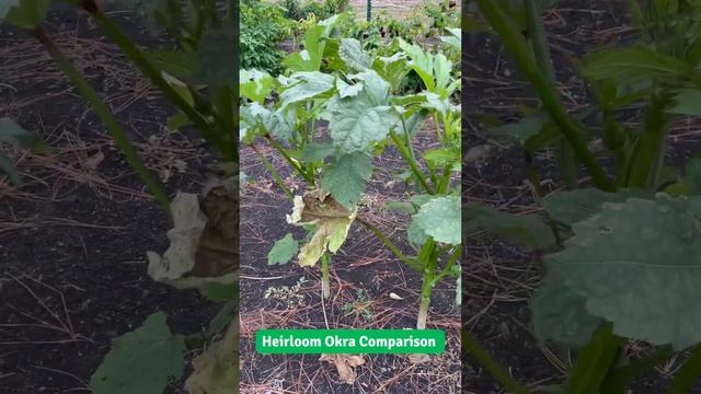We Love These Heirlooms! #okra смотреть онлайн