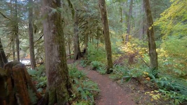 Walking the Autumn Forest Trails of North Cascades - 4K Virtual Hike with Relaxing Forest Sounds смотреть онлайн