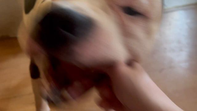 Чуть не откусил мне руку!) ура, привезли сухой корм!!! смотреть онлайн