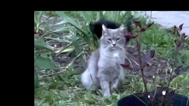 Funny and Crazy Cat's Games #cat #funnyvideo #cats #catsgames #funny #joy #kitten #kitties #kitten смотреть онлайн