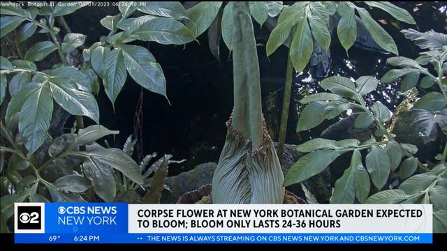 Corpse flower at Brooklyn Botanic Garden expected to bloom soon смотреть онлайн