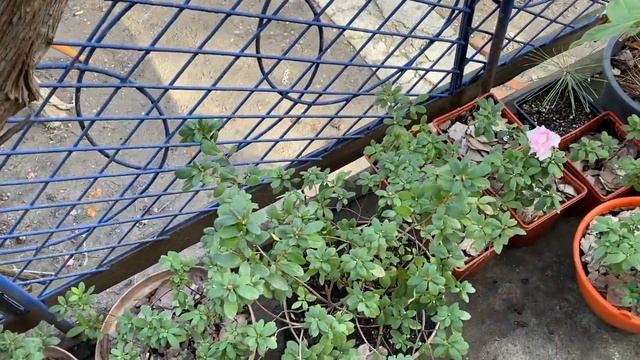 Азалии в Деревеньке. Условия содержания и выращивания. N.B.! Кислый грунт! смотреть онлайн