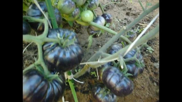 Томат Черный красавец смотреть онлайн