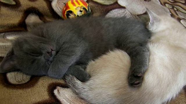 СПОКОЙНОЙ НОЧИ ОТ КОТЕНКА СТАС смотреть онлайн