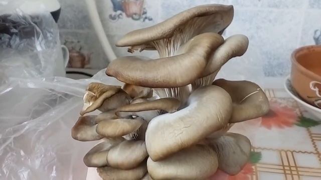 Такие грибы растут у моих родителей дома смотреть онлайн
