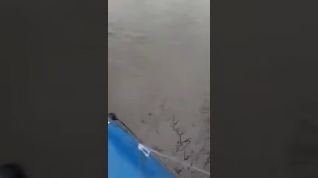 Ловля НАЛИМА осенью на перемет.