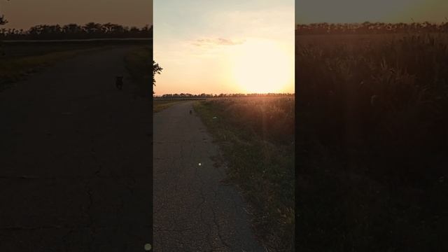 Прогулка вечерком смотреть онлайн