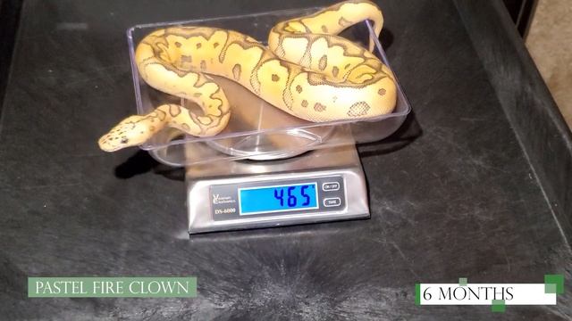 Pastel Fire Clown Ball Python Baby to Sub-Adult Size Growth-Growth Progression Series смотреть онлайн