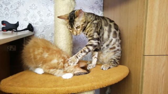 Котёнок мейн-кун веселится с бенгальской кошкой. Maine Coon kitten having fun with a bengal cat. смотреть онлайн