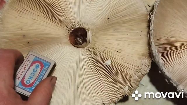 Гриб зонтик жареный в кляре. смотреть онлайн