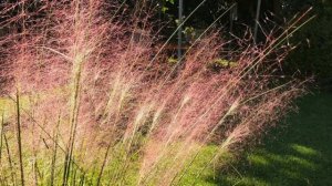 Декоративные злаки для сада. Однолетние и многолетние злаки для сада.