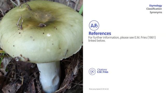 Green brittlegill (Russula aeruginea) | Scientific Mushroom Profile | Shroomers смотреть онлайн