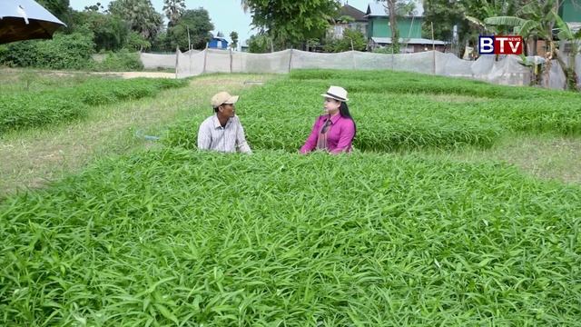 AGRICULTURE: Water convolvulus ត្រកួន (11-8-2018 )_Vol 02 смотреть онлайн