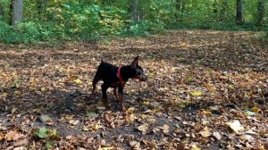 Цвергпинчер - основная информация для новичка.