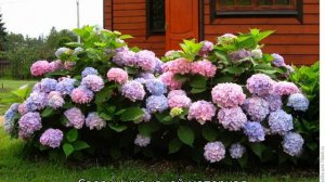 Почему крупнолистная гортензия не цветет, а дает листья