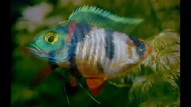 Необычные и смешные аквариумные рыбки смотреть онлайн