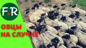 Случной период у романовских овец. Когда овец пускают в случку? ООО Романовское.