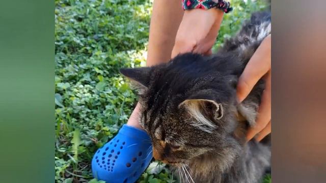 Ласковый котик Вася смотреть онлайн
