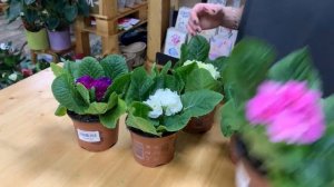 Примула - многолетний цветок, радующий нас своим длительным цветением. Дома или в саду? Знакомимся.