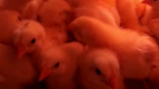 Ферма СытникЪ будущие фермерские цыплята корнишоны смотреть онлайн