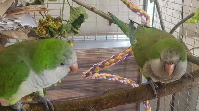 РОМЧИК! ИМЕННОЙ УРОК ДЛЯ ПОПУГАЯ. УЧИМ ПОПУГАЯ ГОВОРИТЬ СВОЁ ИМЯ. смотреть онлайн