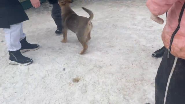 Спасение животных/ Щенок из мешка поехал домой смотреть онлайн