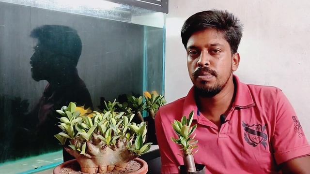 All About Adenium Arabicum? смотреть онлайн