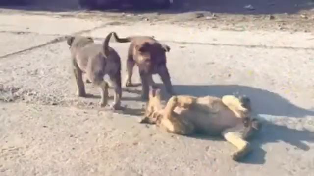 Дети ищут дом смотреть онлайн