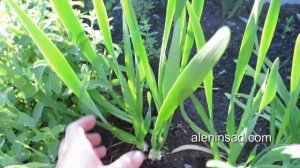 Лук слизун. Отличительные особенности