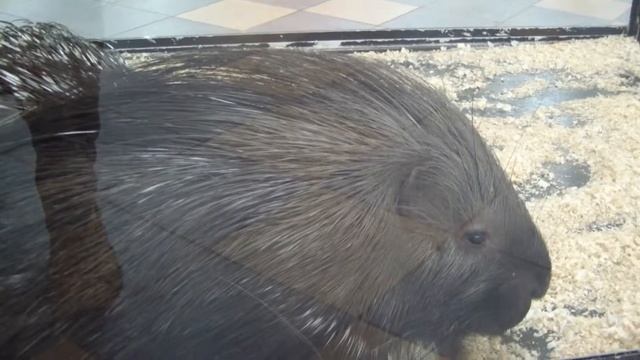 Хохлатый дикобраз. Physignathus cocincinus. смотреть онлайн