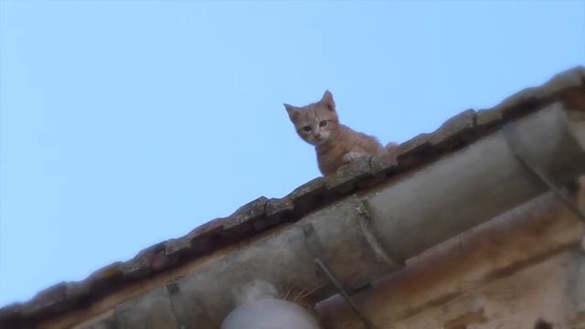 Gatteria смотреть онлайн