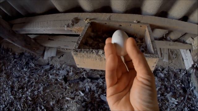 Почему голуби бросают яйца и не насиживают их, мои наблюдения, что происходит внутри яйца. Pigeons.