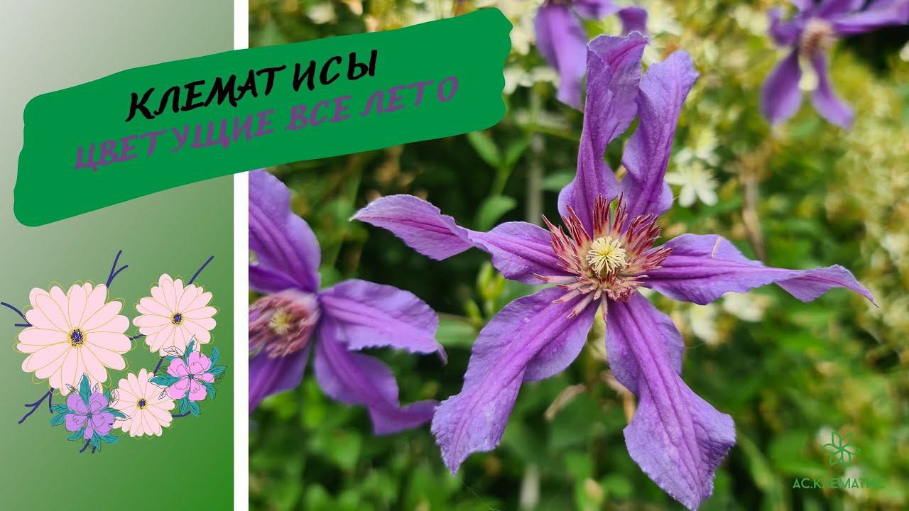 150 сортов!!! а ИХ всё МАЛО! КЛЕМАТИСЫ цветущие всё ЛЕТО! смотреть онлайн