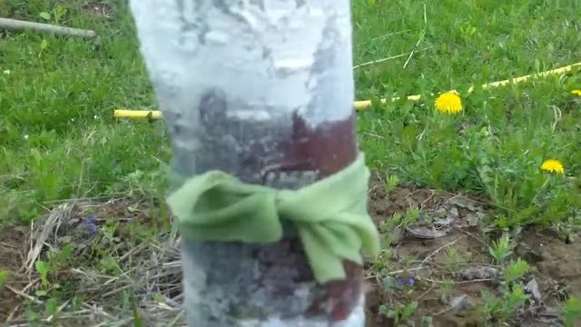 Защита деревьев от муравьев. Пояс, пропитанный подсолнечным маслом. смотреть онлайн