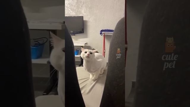 Funny Cute Cats ? смотреть онлайн