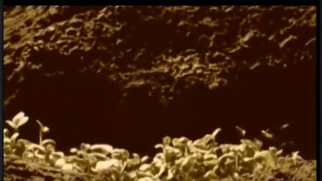 Удивительные грибы смотреть онлайн