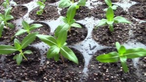 Выращивание катарантуса от посева до цветения.