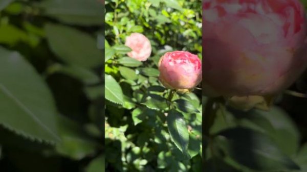 Чармінг Піано (Charming Piano) - Чарівне фортепіано,Hans Evers, Tantau 2012 р троянда@СвітРоузГарде