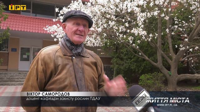 В Полтаві напередодні Великодня заквітла найстаріша магнолія смотреть онлайн