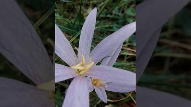 Colchicum autumnale -wild flower in Metsovo смотреть онлайн